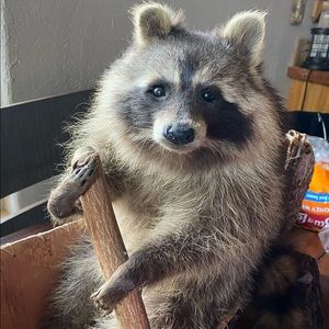 Meet your Posher, Linda